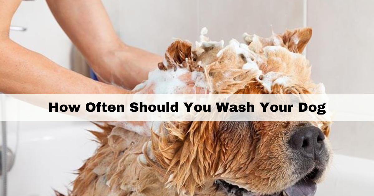 How Often Should You Wash Your Dog