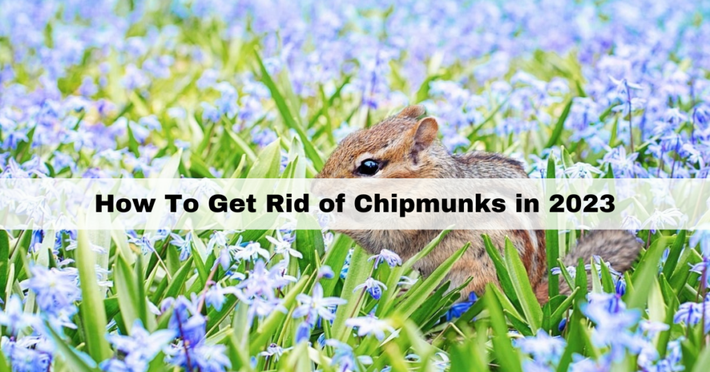 Chipmunks archives goodhousecleaner