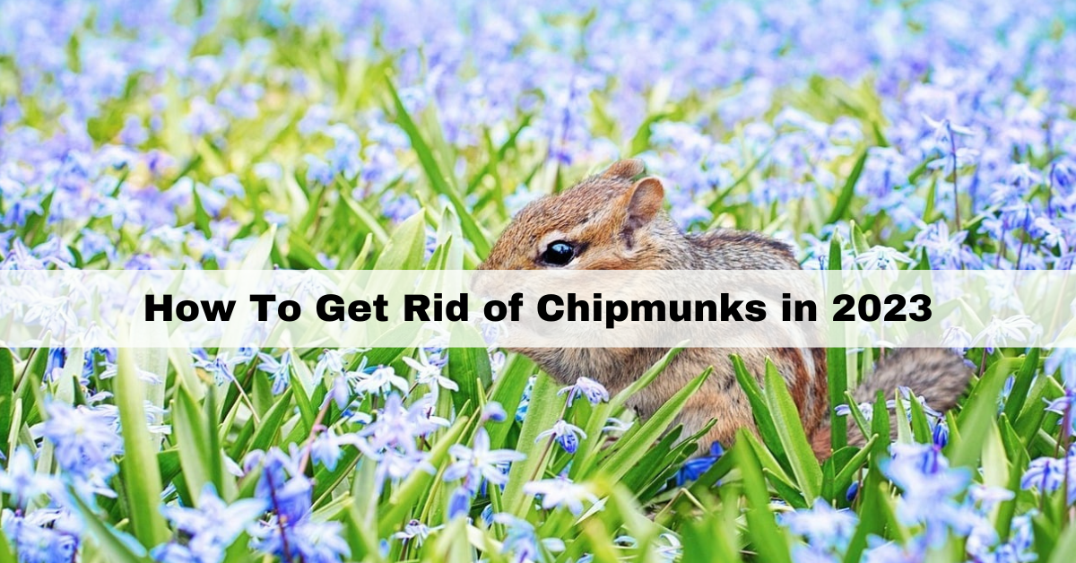 How to Get rid of Chipmunks in 2023