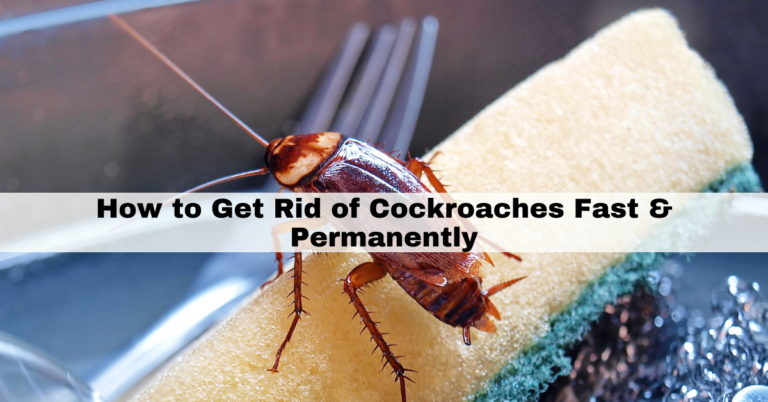 how to get rid of cockroaches