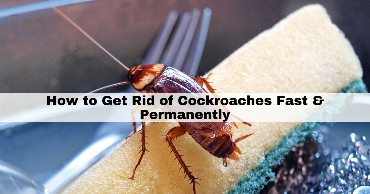 How To Get Rid Of Cockroaches Fast And Permanently