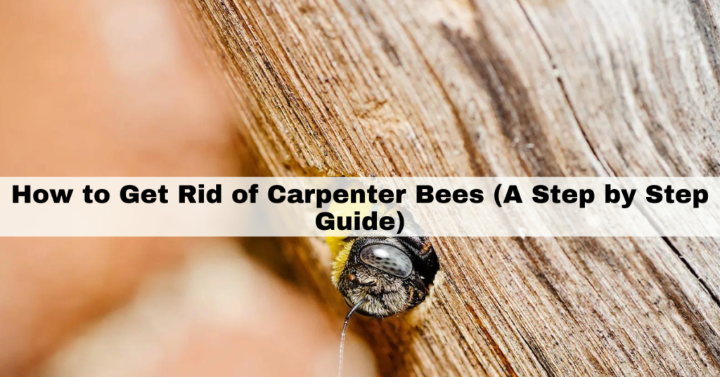 Carpenter bees archives goodhousecleaner