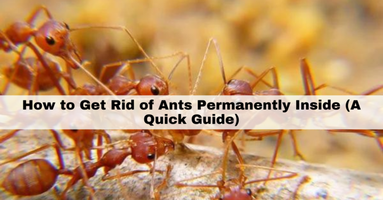 How to get rid of ants permanently inside