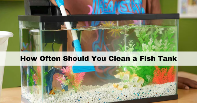 How Often Should You Clean a Fish Tank