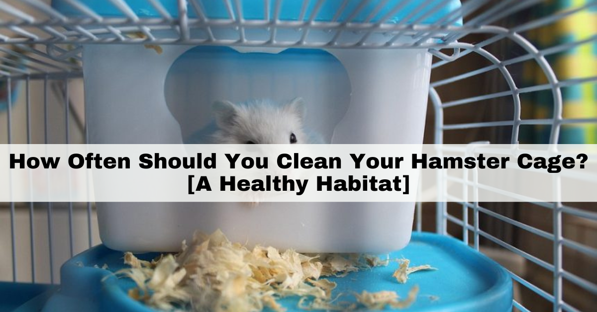 How Often Should You Clean Your Hamster Cage? [A Healthy Habitat]