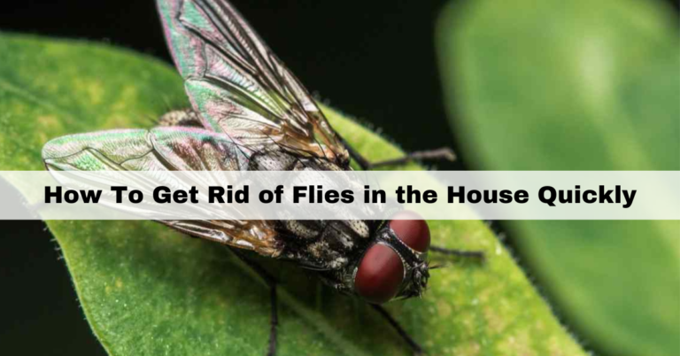 How To Get Rid of Flies in the House Quickly