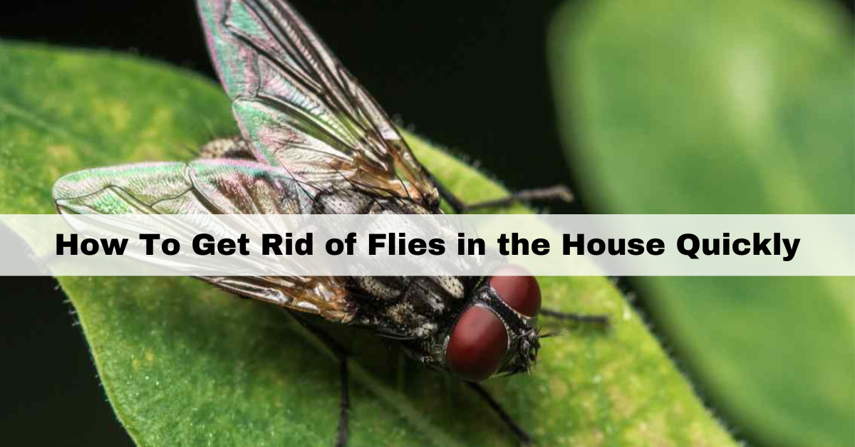 How To Get Rid Of Flies In The House Quickly