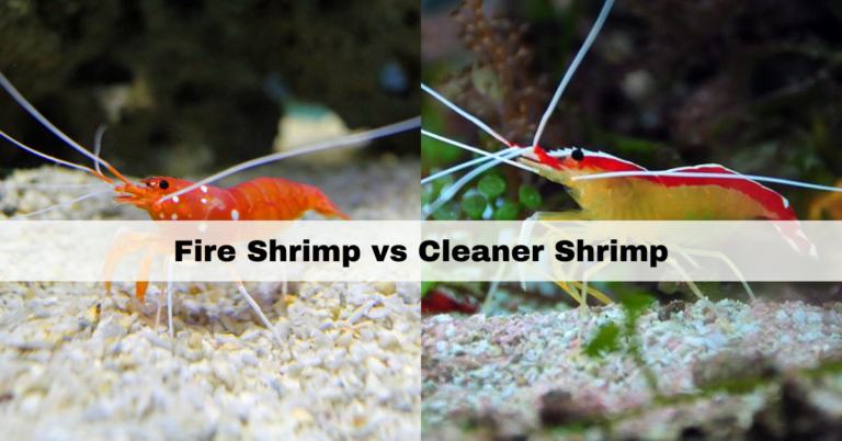 Fire Shrimp vs Cleaner Shrimp